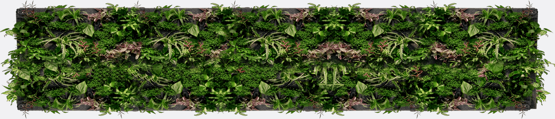 bild-von-pflanzen_schmal