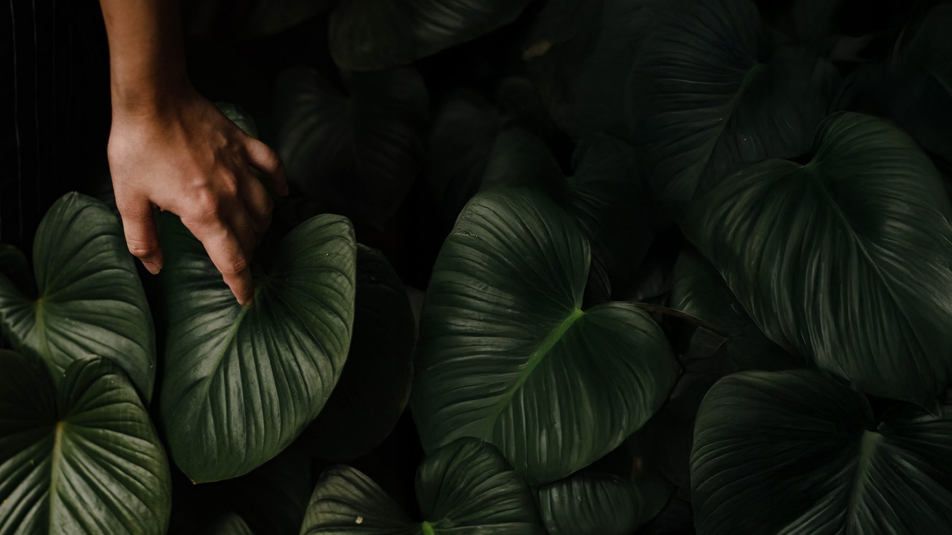 hero-blog_big-impact-small-footprint_02